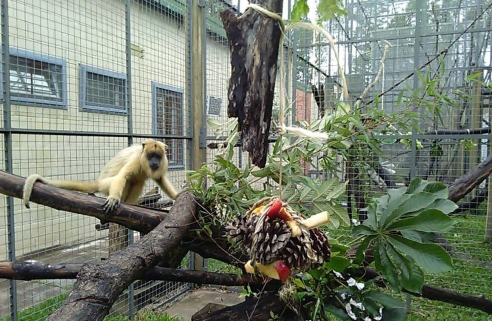 Avanzan en el rescate y re inserción de especies silvestres