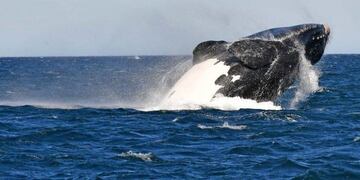 Ballenas en Chubut\u002E