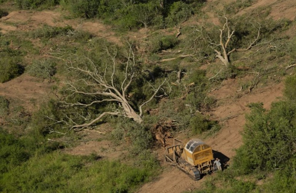 Greenpeace denunció que continúan los desmontes en el Chaco