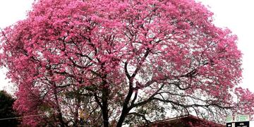 Lapacho Rosado\u002E (EFE)