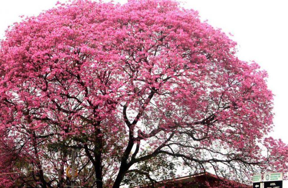 Arbolado urbano: esta semana se plantaron más de 120 árboles en Salta