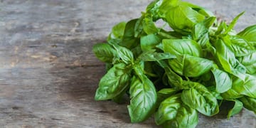 Cuál es el truco para mantener a la albahaca fresca en tu hogar