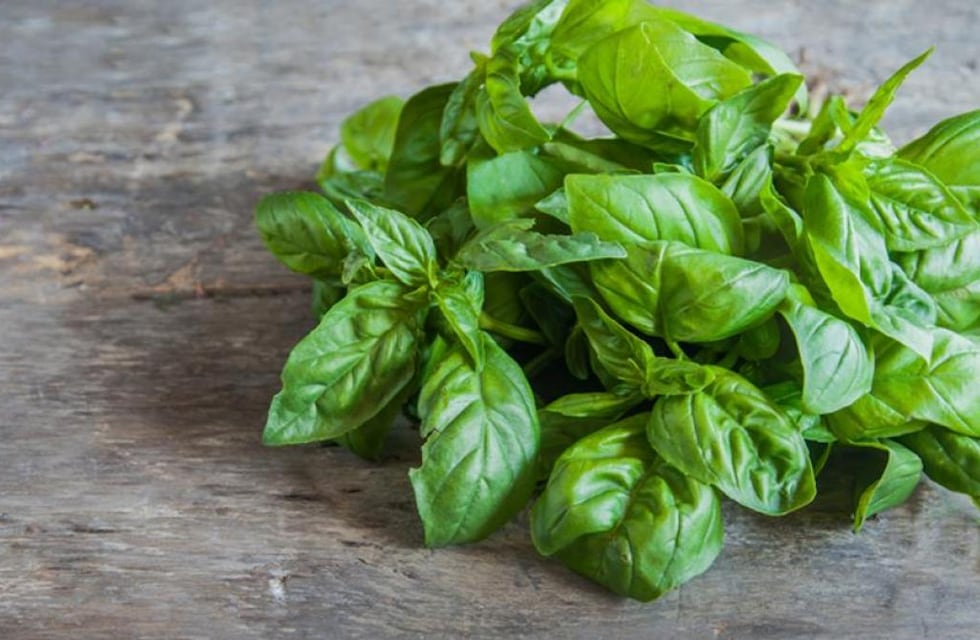 Cómo hacer que una planta de albahaca se mantenga sana y fresca durante el verano