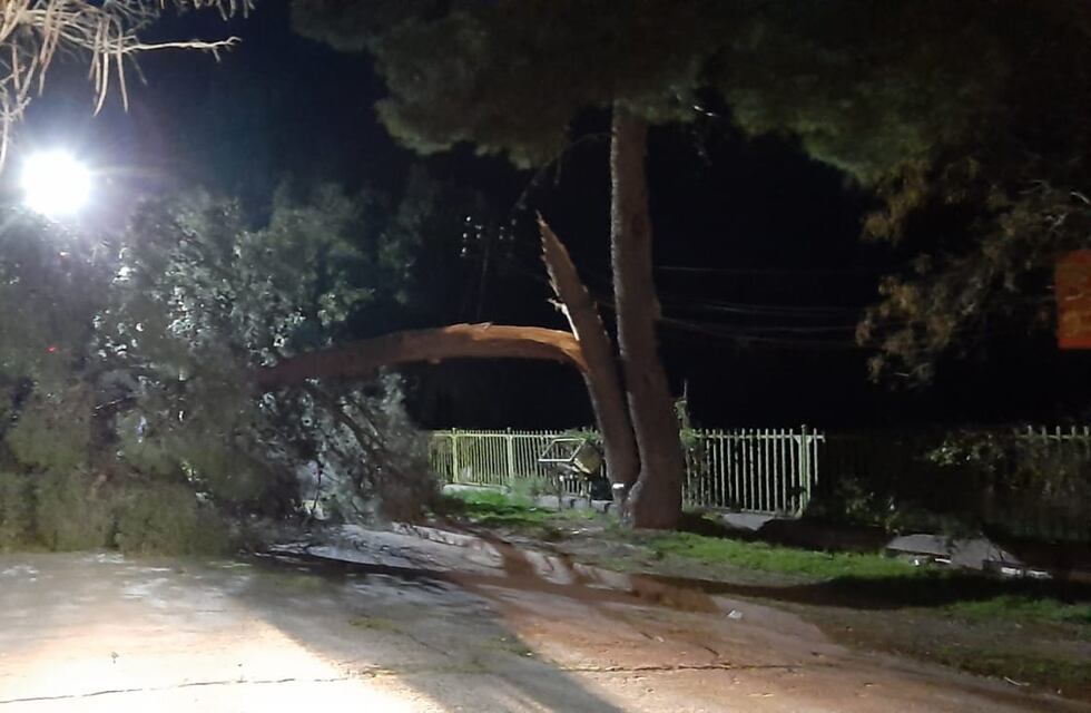 Lo que el viento dejó: voladuras de techos, ramas y caída de postes