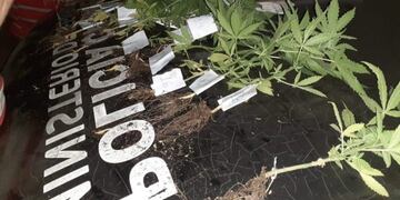 Plantines de marihuana secuestrada en Candelaria (San Luis)