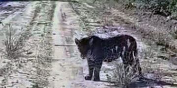 La pública filmación de la aparición de un ejemplar de yaguareté en cercanías de la localidad de Miraflores (Web)\u002E