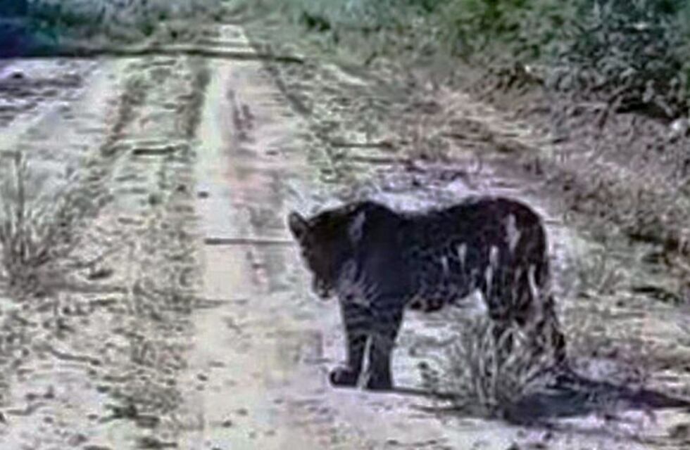 El gobierno apuesta a la protección del yaguareté salvaje