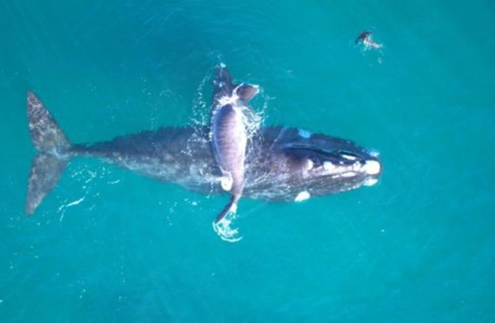 Se vieron las primeras ballenas de la temporada 2020