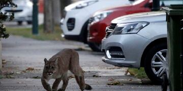 Animales en las calles por la cuarentena y la falta de gente\u002E (web)