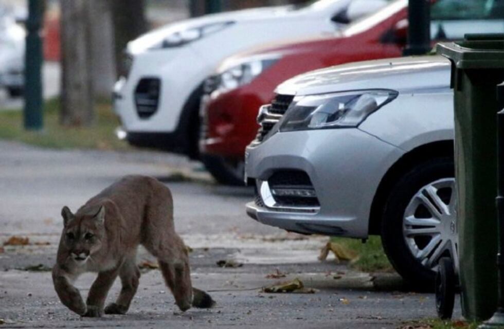 Coronavirus: los animales toman la calle de a poco ante el aislamiento