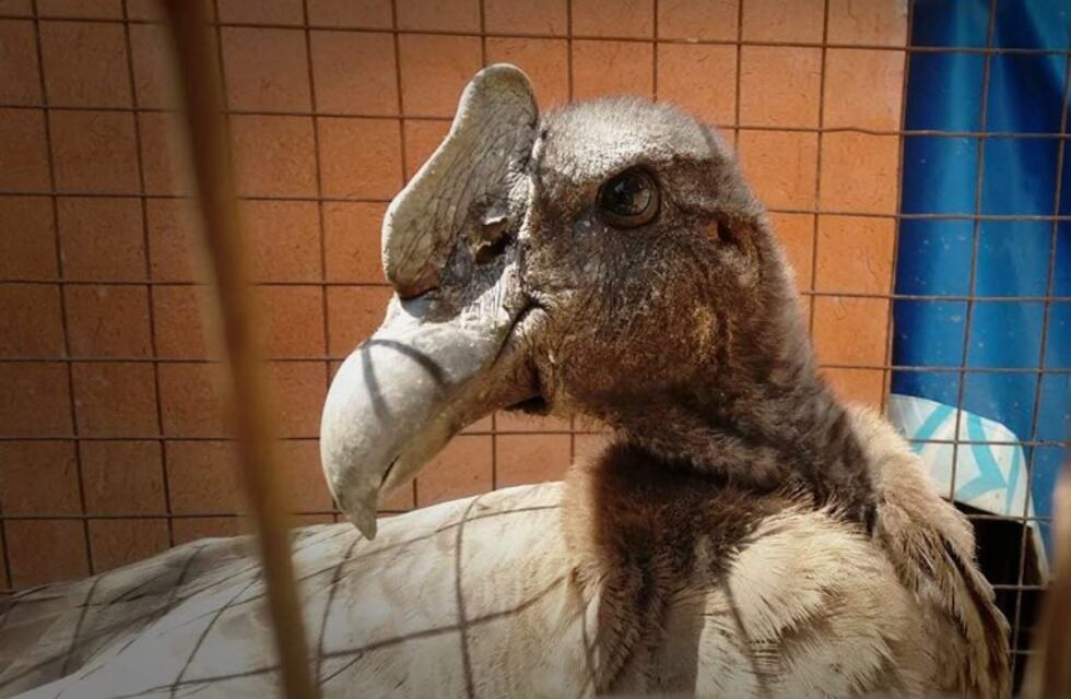 Salsacate: Policía Ambiental rescató un cóndor