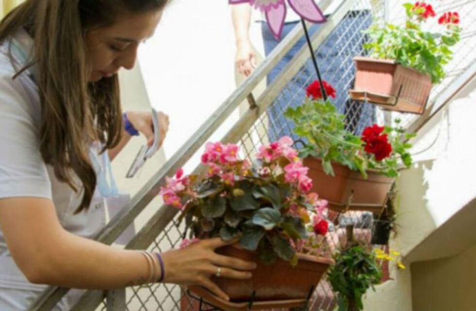 Cómo sigue la semana de controles de criaderos de mosquitos