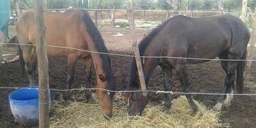 Protectora de Equinos Mendocinos Podemos Ayudarlos