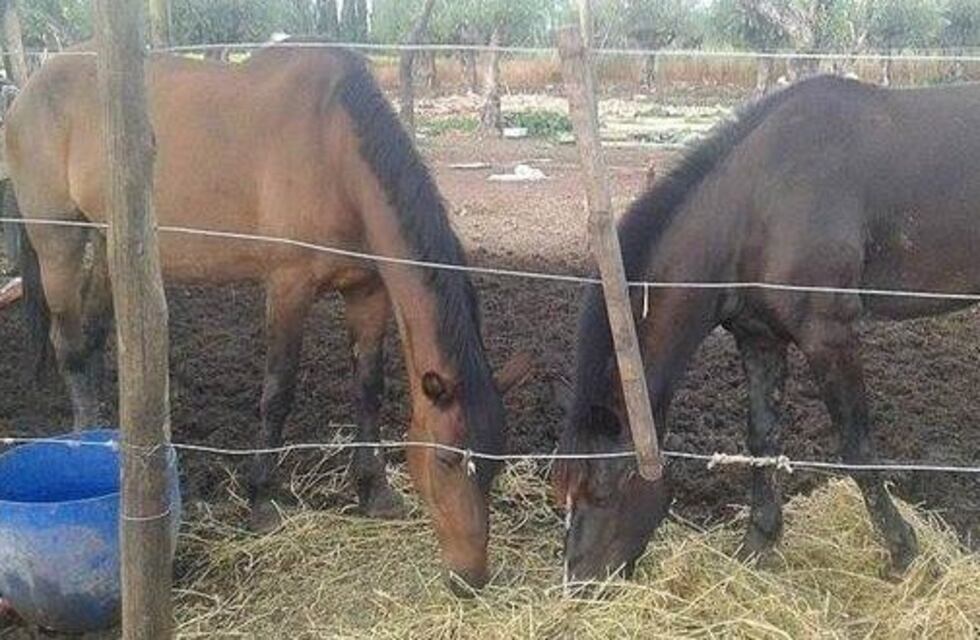 Protectora que rescata caballos de la calle pide ayuda a los mendocinos
