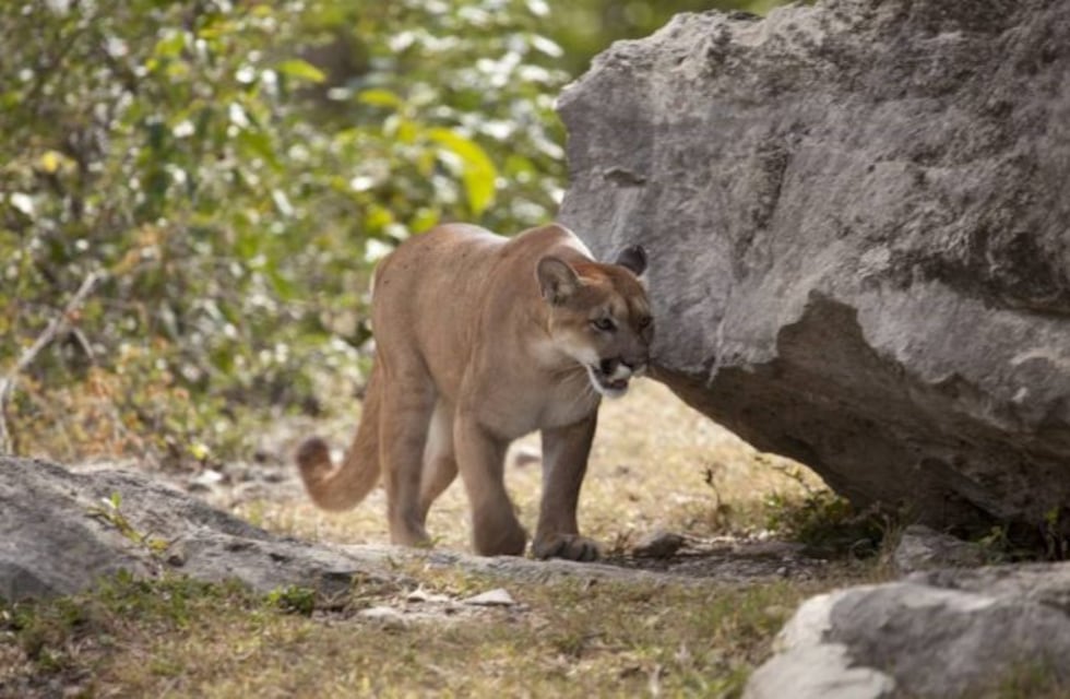 Entre Ríos: cazaron un puma y posaron con su cadáver como trofeo