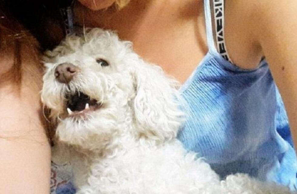 ¡Final feliz! Apareció Zoe, la perrita que le habían secuestrado a una pareja