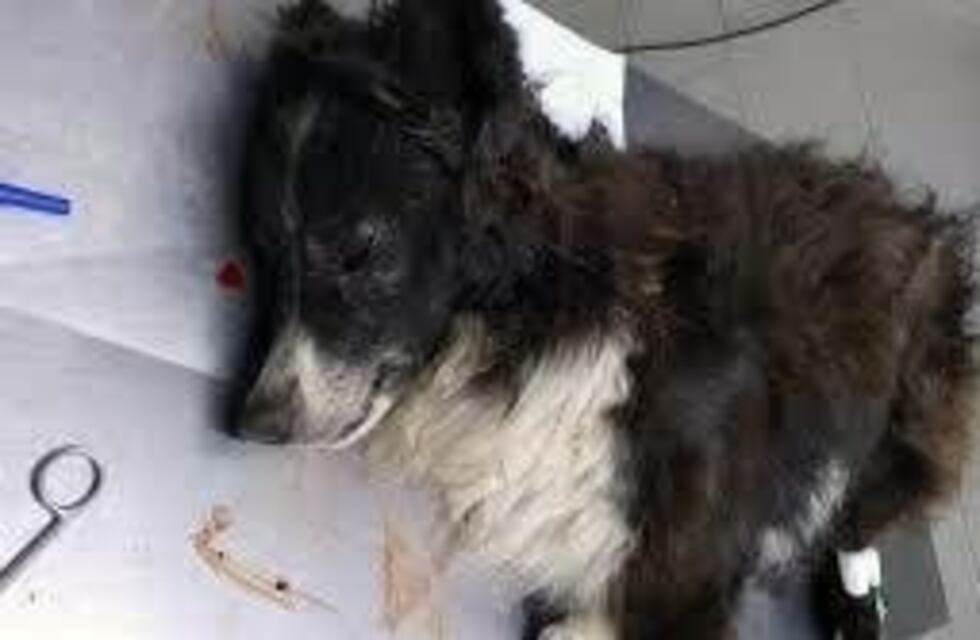 La Plata: balearon en la cara a un perro para entrar a robar a la casa de una pareja de jubilados