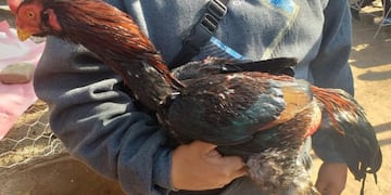 75 detenidos en una riña de gallos en Rosario de Lerma (Policía de Salta)