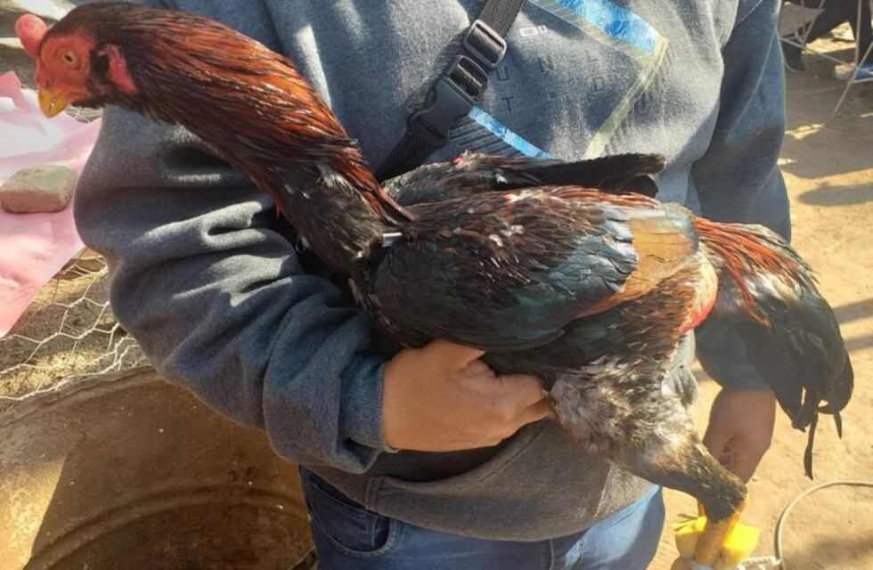 Villa Dolores: diez detenidos por riña de gallos