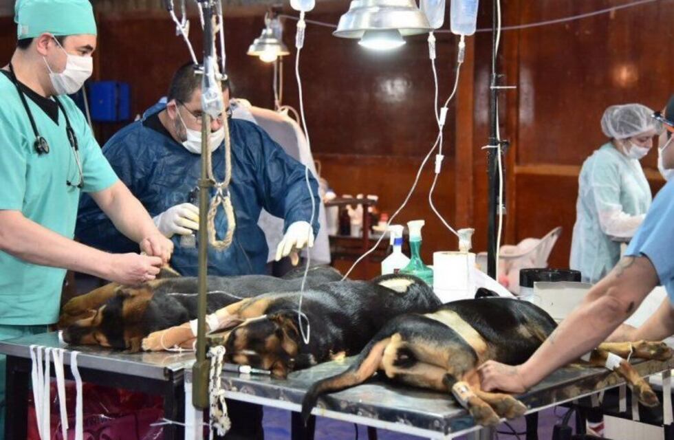 Durante la cuarentena fueron más de 250 las mascotas castradas en Ushuaia