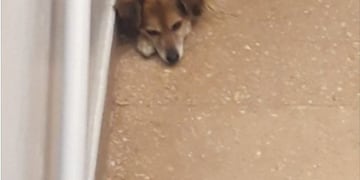 Así se despedía la perrita\u002E