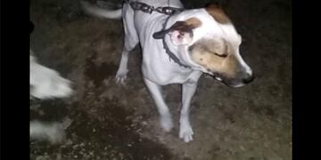 ataque perro san luis