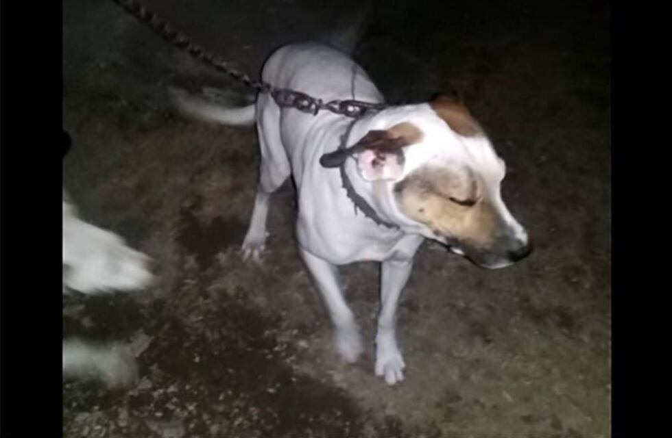 Un nene fue atacado por perros y debieron internarlo con 110 puntos