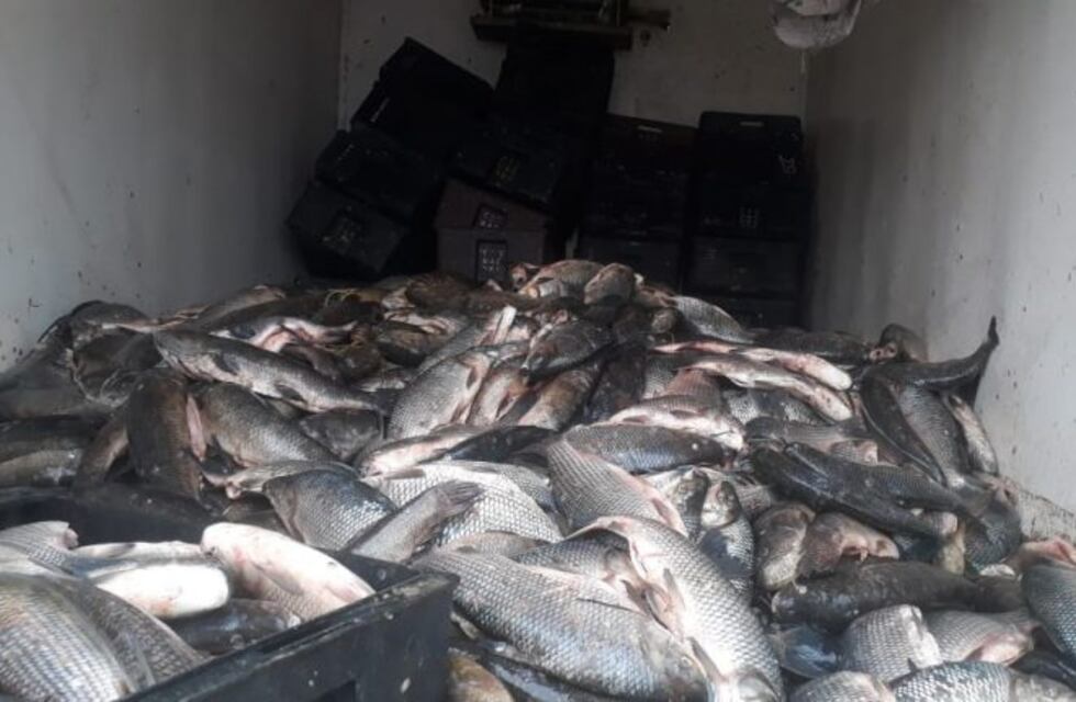 Incautaron 1.400 kilos de pescado sin refrigerar en dos transportes ilegales