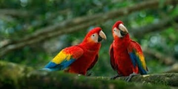 Nacieron tres guacamayos rojos en los Esteros del Iberá\u002E