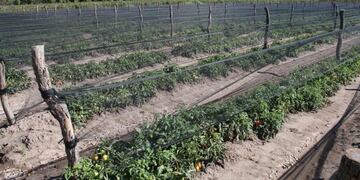 Cultivo de tomate