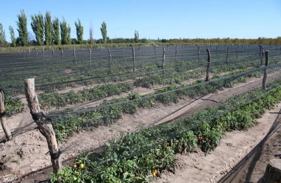 Destinan $90 millones para ampliar la superficie cultivada con tomate industrial