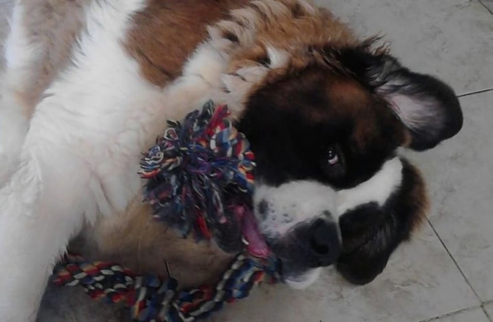 Llevó al perro a la veterinaria para que lo bañen y se lo devolvieron muerto