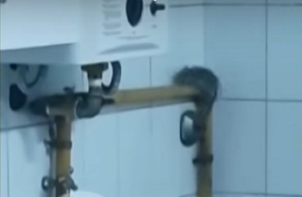 Grabaron los movimientos de una rata en el interior del hospital Cullen