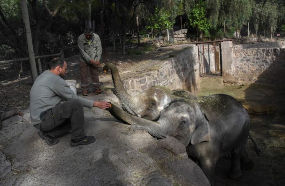 Trasladarán a los elefantes del Ecoparque de Mendoza a un santuario en Brasil