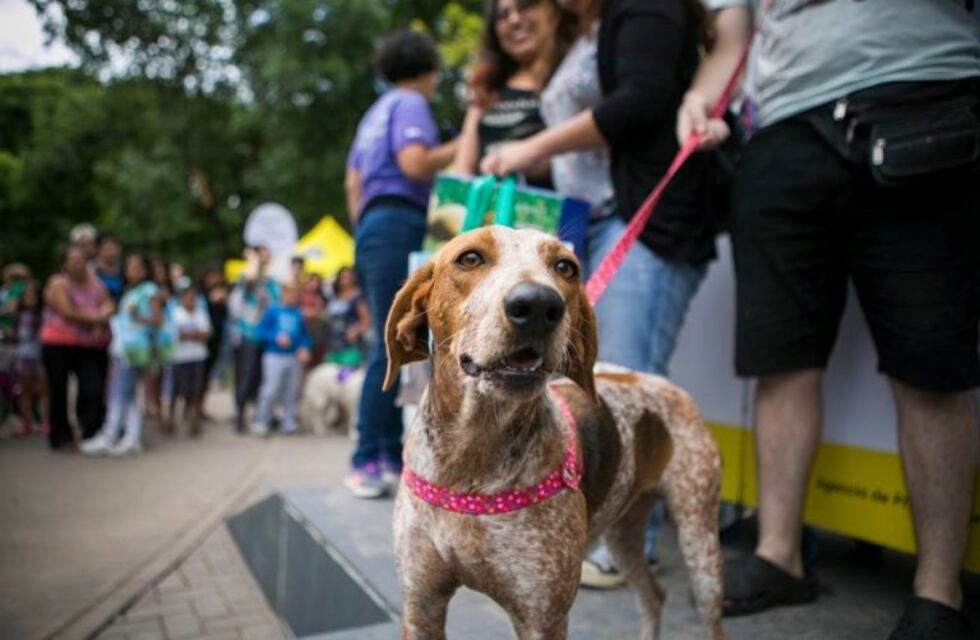 Este sábado se realizará la segunda jornada de adopción de mascotas