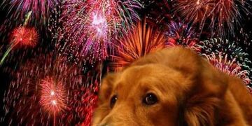 Organizaciones llevan años pidiendo por la ordenanza\u002E