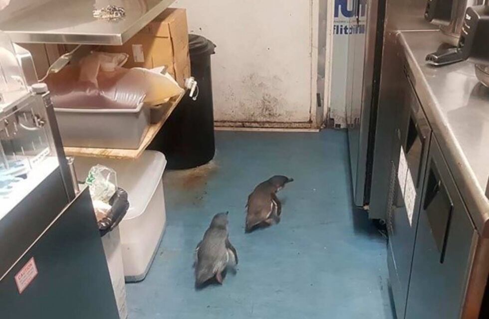 Policías capturan a pingüinos que "asaltaron" un local de sushi en Nueva Zelanda