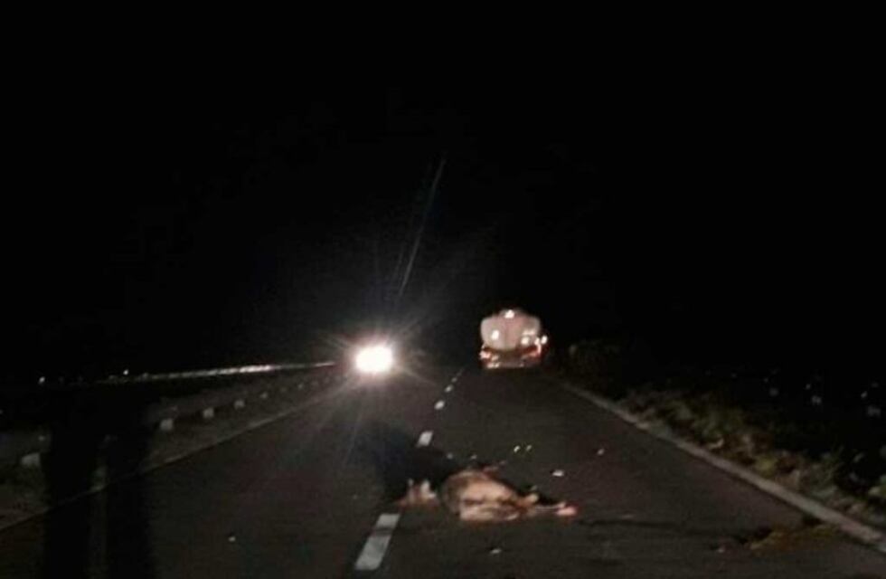Un camión arrolló y mató a seis caballos