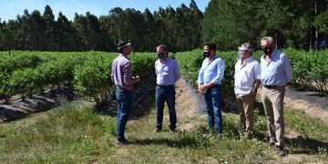 Culivadores de Arándanos