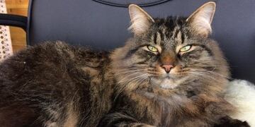 gato conoce la playa