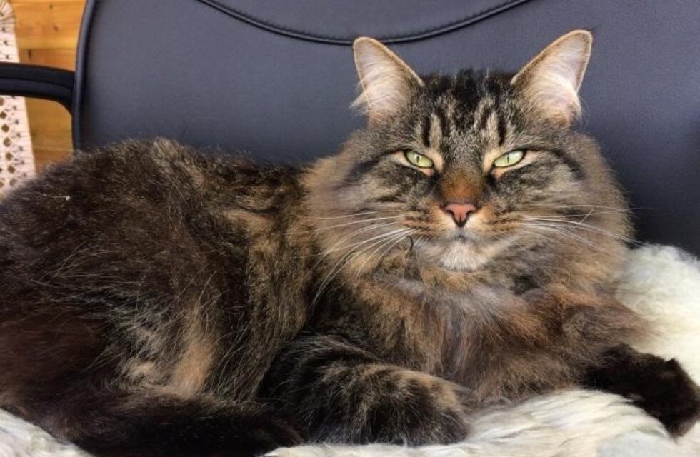 Un gato sale de paseo por primera vez a la playa y su insólita reacción se volvió viral en las redes