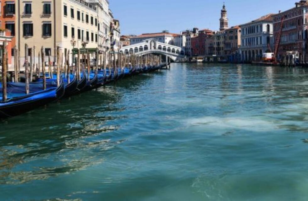 Sin turistas por el coronavirus, mejoró el aspecto de los canales de Venecia: agua cristalina, peces, patos y cisnes
