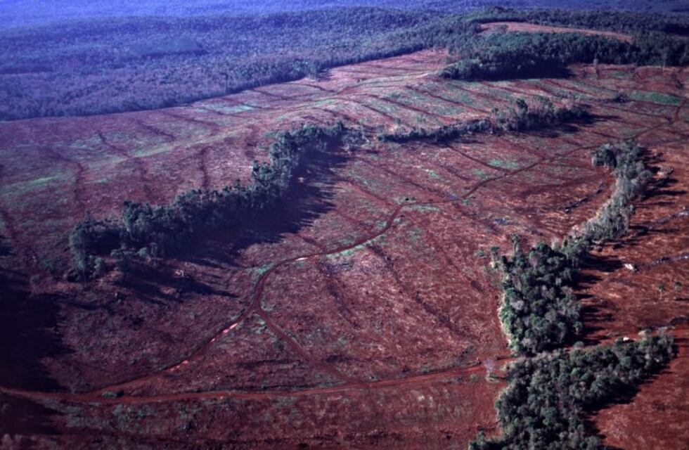 Ecología aplicó una multa millonaria a un propietario por desmonte ilegal en Misiones