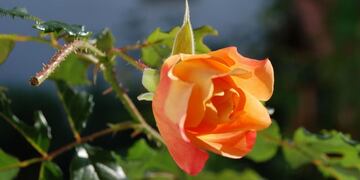 Cuándo se podan los rosales\u002E