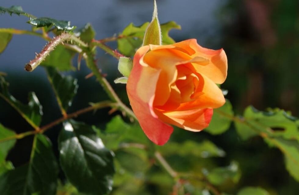 Cuándo es momento para podar rosales y santa rita