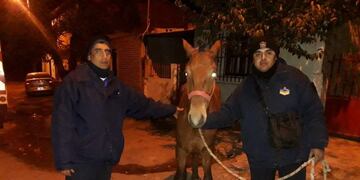 Bomberos rescataron a un caballo que cayó en un pozo\u002E (Policía de Salta)