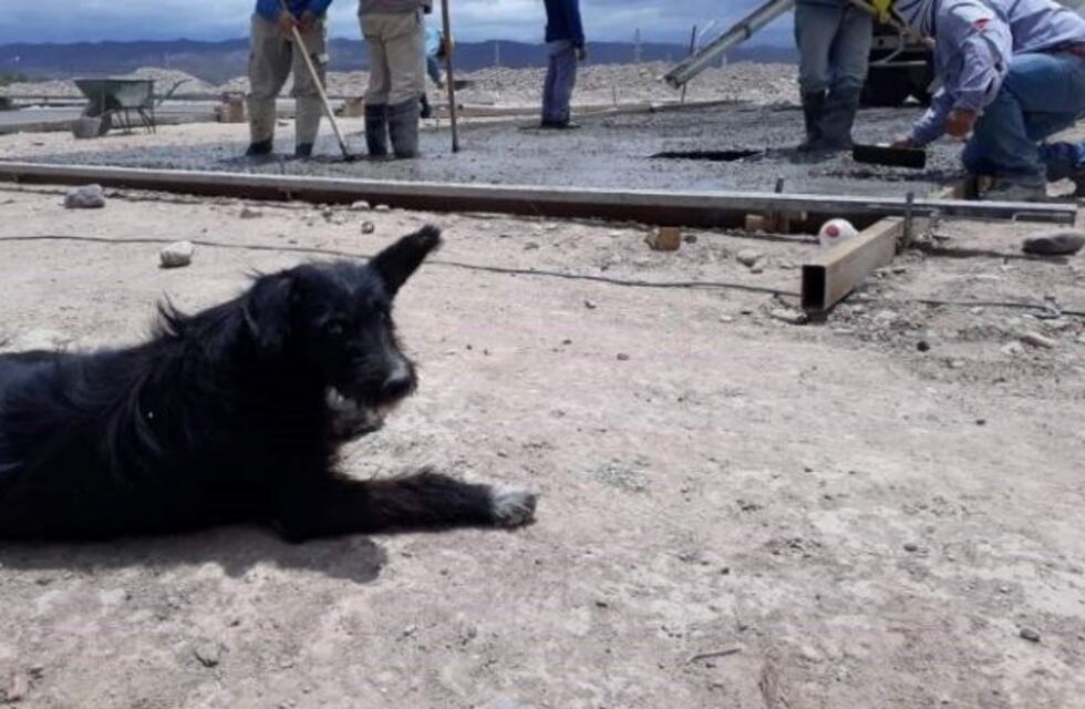 "La Morocha", la perra callejera que cuida el predio de la FNS