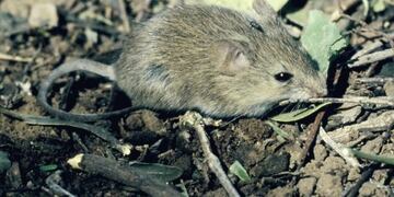 El Calomys musculinus es el roedor que transmite el llamado mal de los rastrojos\u002E (Argentina Nativa)