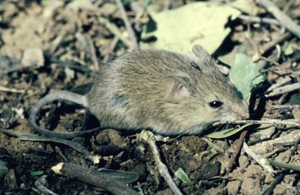 Una mujer contrajo fiebre hemorrágica argentina cerca de Rosario y está grave