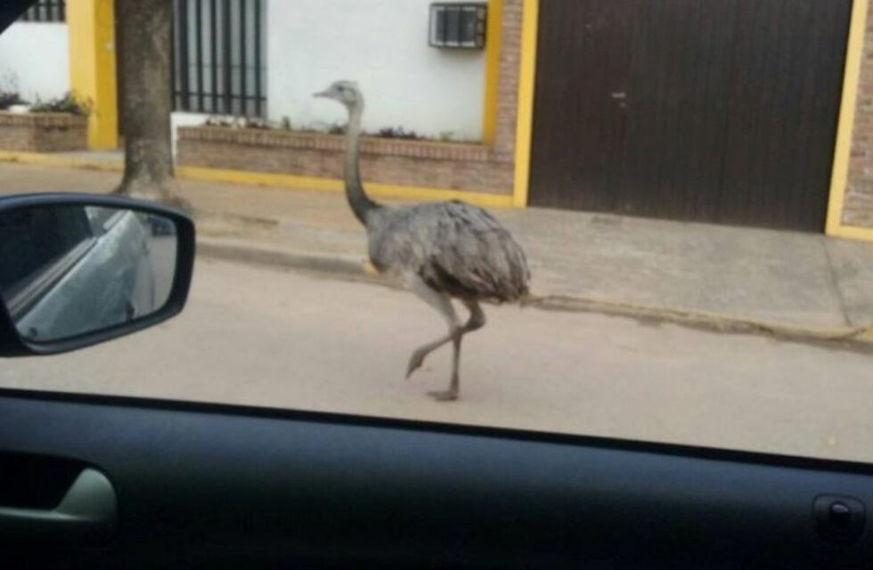 Vecinos organizaron una curiosa movida por las redes para encontrar al dueño de un ñandú perdido
